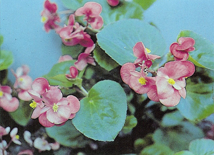 B. ‘Fortuna Series’